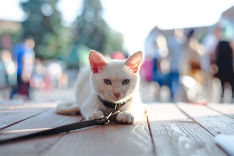 Can Cats Eat Ham?: The Safety Concerns of Different Cuts
