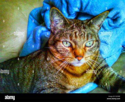 Beautiful cat with jade green eyes that look like they’re lined with ...