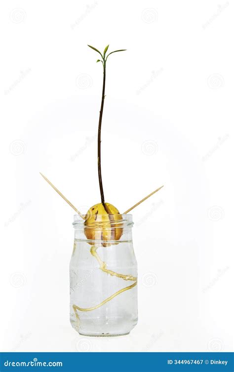 Avocado Seed Sprouting in Water with a Growing Stem and Leaves ...