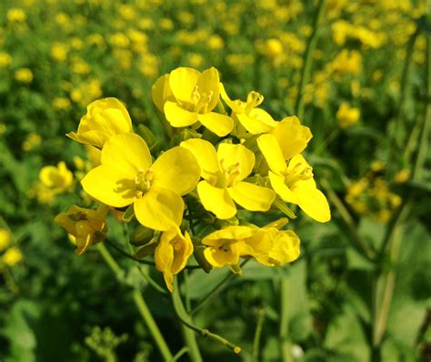 TNAU Agritech Portal :: Crop Protection :: Pests