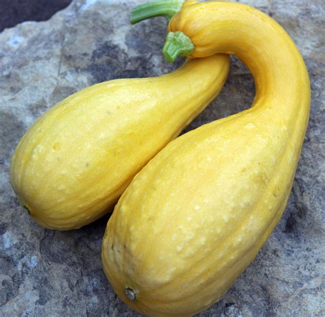 Summer Crookneck Squash - Tomatomania