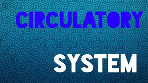 Circulation Class 12 的图像结果