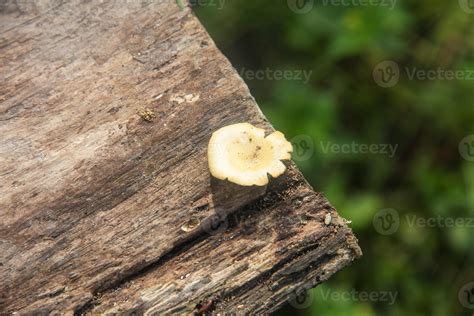 Image result for Tree Trunk White Rot