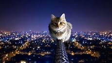 Cool Cat Wallpapers by Cool Cat Backgrounds Wallpaper Cave Cool Cat Wallpapers