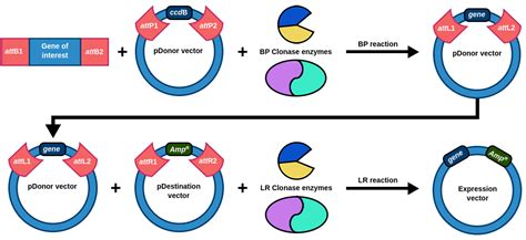 Cloning Method 的图像结果