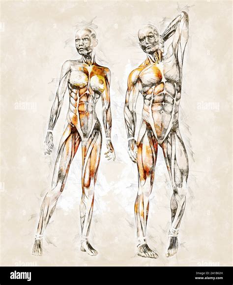Anatomy Drawing Pdf – Anatomy Drawing Practice Exercises Pdf – RMIAVR