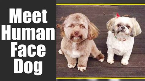 Dog Human Face Swap Told AI To Humanize My Dog… Now She’s Got A