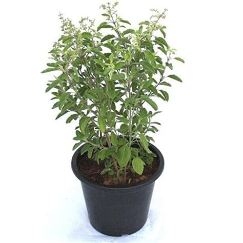 JINDAL SHOPPY Real Ayurvedic Rama Tulsi Plant - Green Tulsi Live Potted ...