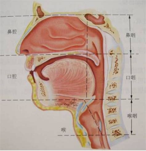 梨状隐窝有异物部分异物掉喉咙右下侧_第二人生