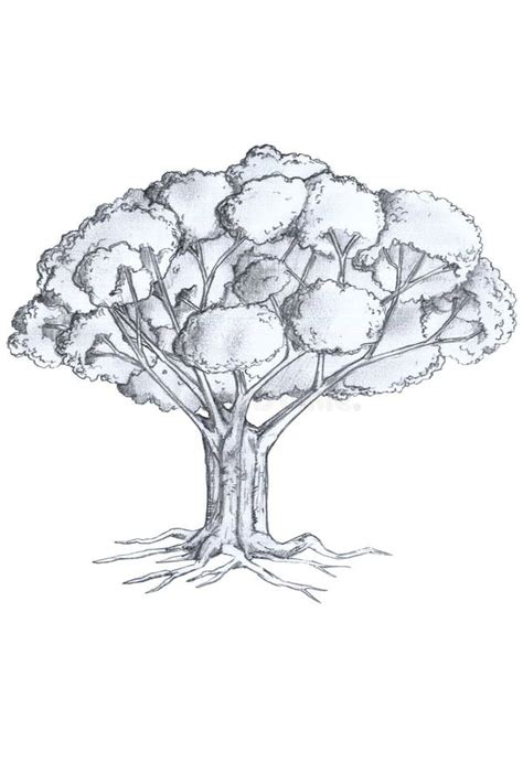 Image result for How to Draw a Simple Large Tree