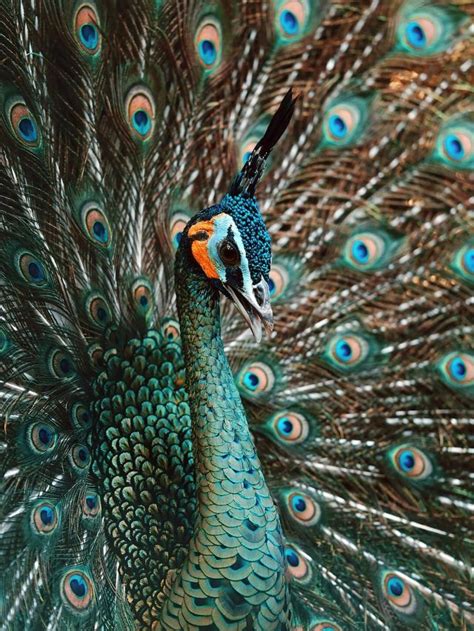 5 Beautiful Species Of Peacocks In The World