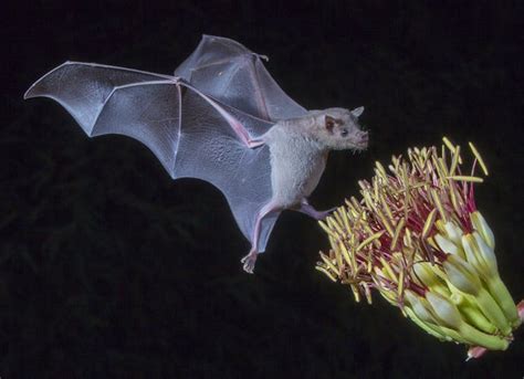 Image result for Bat Pollination