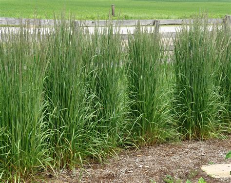 Ornamental grasses, Feather reed grass, Grass
