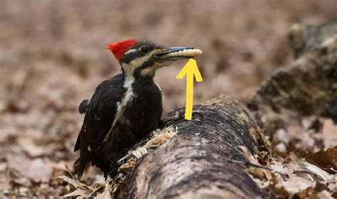 Why Do Woodpeckers Peck