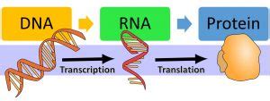 Protein Cellular Function 的图像结果