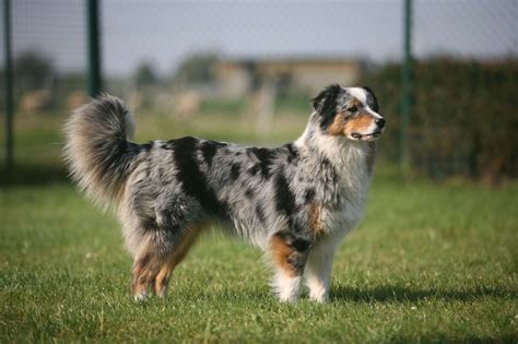 Australian Shepherd with Tail