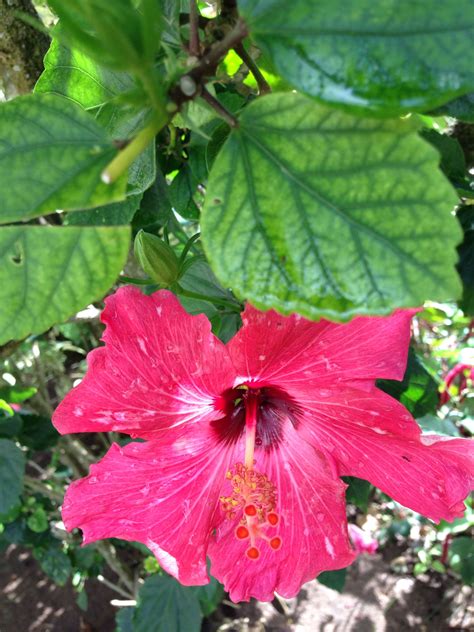 Dominican Republic Flower Flowers To Dominican Republic Send And