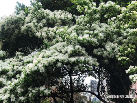 四月雪 | 桐花雨季開始 | joy2209 | Flickr