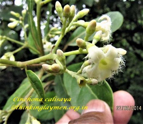 Medicinal Plant Details