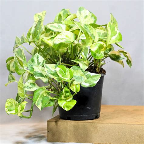 N’Joy Pothos, Variegated Money Plant – Lalit Enterprise