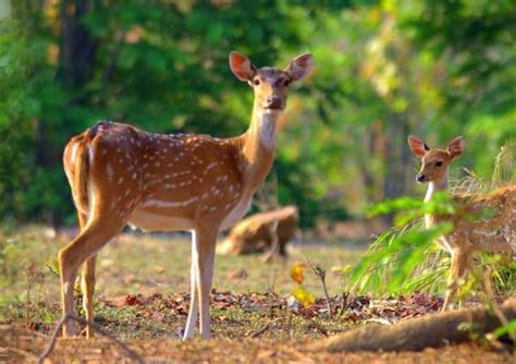 Rajaji Tiger Reserve | Rajaji Retreat Rajaji National Park