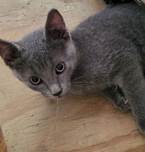 Webark Cat Adoptions at PETCO , Petco (Triadelphia), 14 September 2024 ...