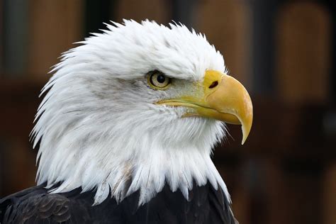 File:Bald eagle head frontal.jpg - Wikipedia