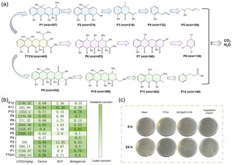 Large-Scale Preparation of Granular Sludge@MOF-Derived Hierarchical ...