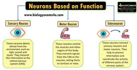 Image result for Motor Neuron Function