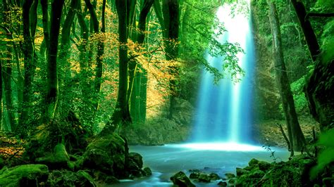 Image result for Forest Background