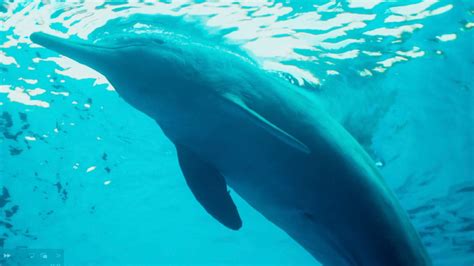 Chinese white dolphins: "giant panda of the sea" - CGTN