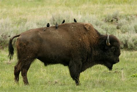 Discover the Majestic Buffalo Tribe: A Journey of Strength and Spirit