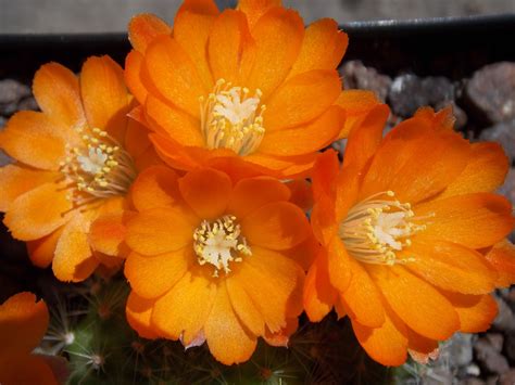 Aylostera pulvinosa (F.Ritter & Buining) Backeb. | Plants of the World ...