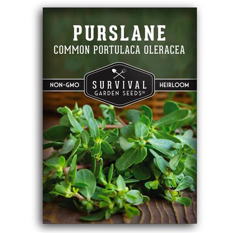Buy Common Purslane Seed for ing - 1 Packet with Instructions to & Grow Green Portulaca Oleracea ...