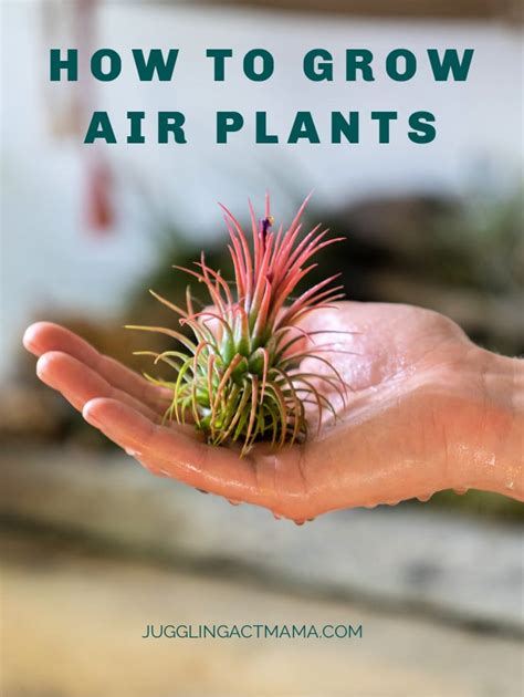 How to Grow Air Plants 的图像结果