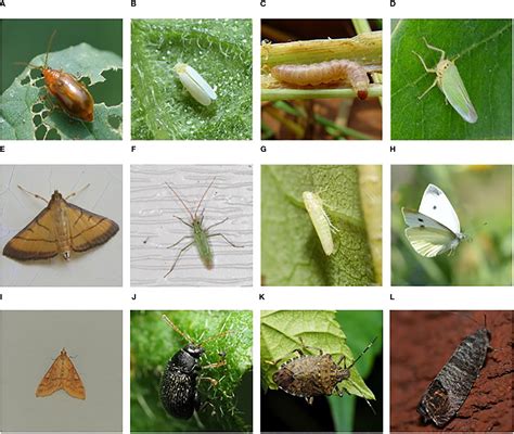 Frontiers | New trends in detection of harmful insects and pests in modern agriculture using ...