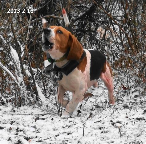 Pin by Michael 4TA on Rabbit Hunting | Beagle hunting, Cute beagles ...
