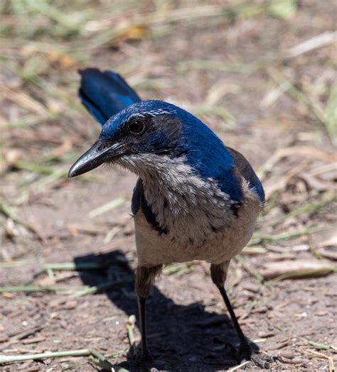 Island Scrub-Jays on Santa Cruz Island - 10,000 Birds