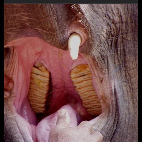 Elephant teeth - Maerim Elephant Home