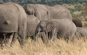 Image result for African Elephant Herd Running