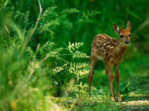 Synonym For Baby Deer at Randy Stambaugh blog