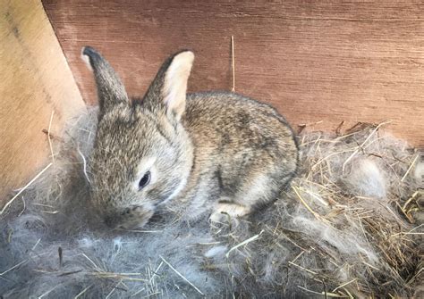 Rabbit Breeding Nest Box at Frank White blog