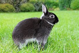 Image result for Orange Netherland Dwarf Rabbit