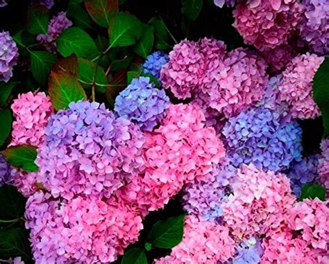 Futaba Multi Colour Hydrangea seeds - 100 Seeds : Amazon.in: Garden ...