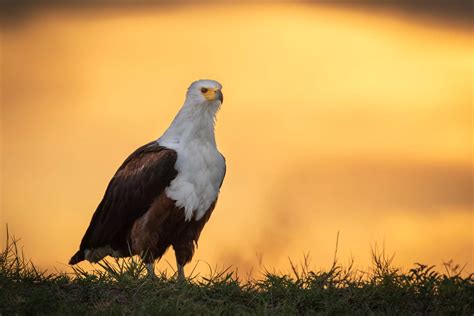 African Fish Eagle African Fish Eagle: The Crowned Ruler Of African