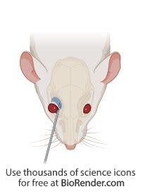 Image result for Subcutaneous vs Intradermal Mouse Injection