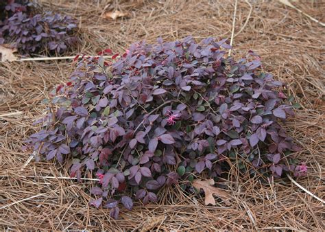 Small Purple Leaved Plants Purple Leaf Plant | Purple Foliage Plants