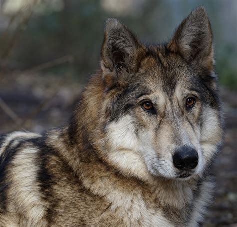 Get facts about wolf-dog hybrids | International Wolf Center (2022)