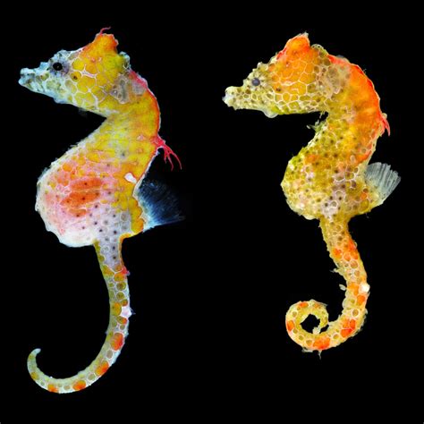 Colorful Seahorse Photos