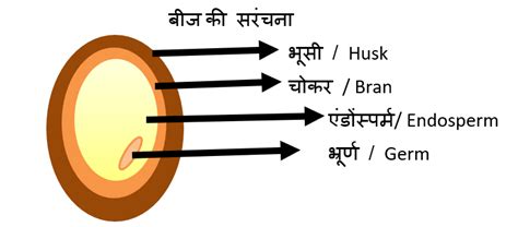 मिलेट्स के प्रकार | Types of millets - Param Hindi